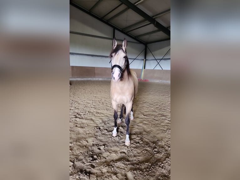 Lusitanien Croisé Hongre 8 Ans 157 cm Isabelle in Erkelenz