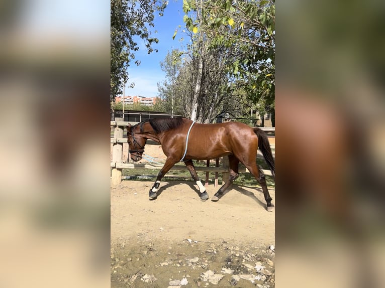 Lusitanien Croisé Hongre 8 Ans 160 cm Bai in Reus