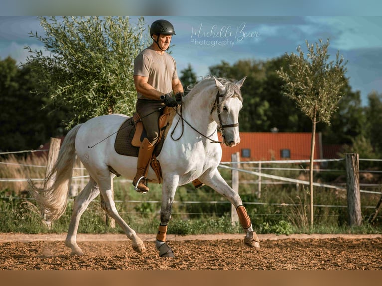 Lusitanien Croisé Hongre 8 Ans 160 cm Gris in Wustrau