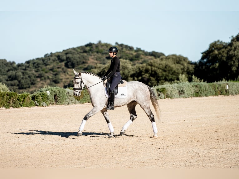 Lusitanien Hongre 8 Ans 163 cm Gris in Montecorto