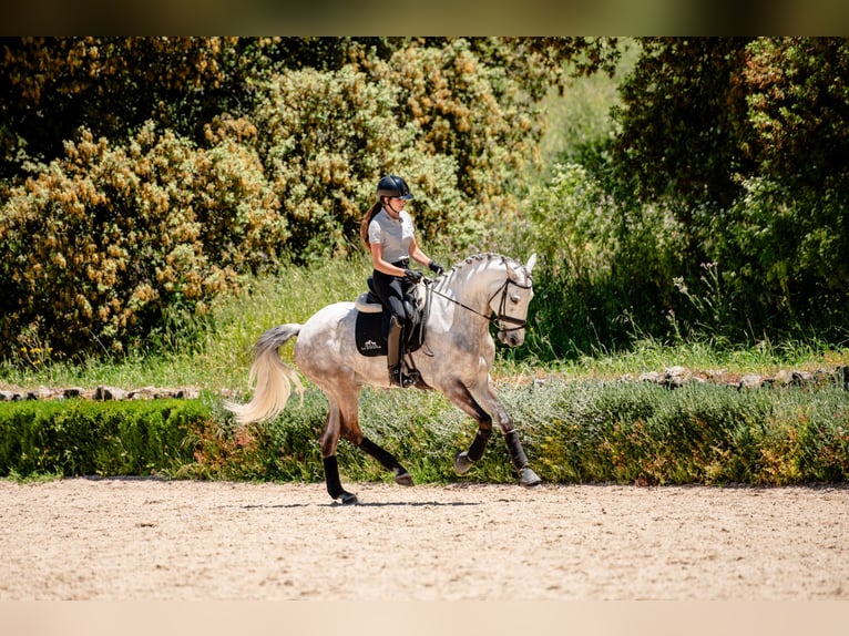 Lusitanien Hongre 8 Ans 165 cm Aubère in Montecorto