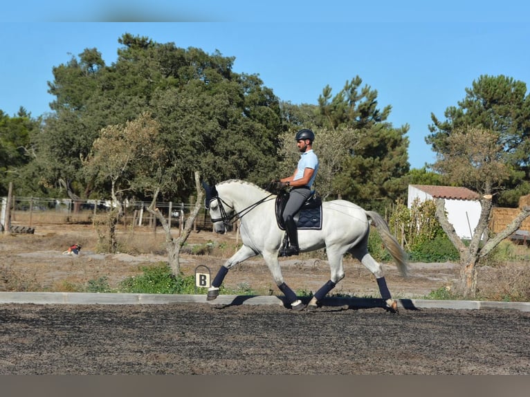 Lusitanien Hongre 8 Ans 165 cm Gris in Agua Derramada