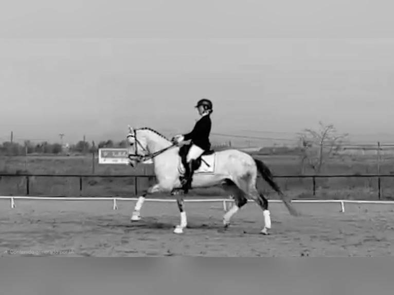 Lusitanien Croisé Hongre 8 Ans 165 cm Gris pommelé in Griñon