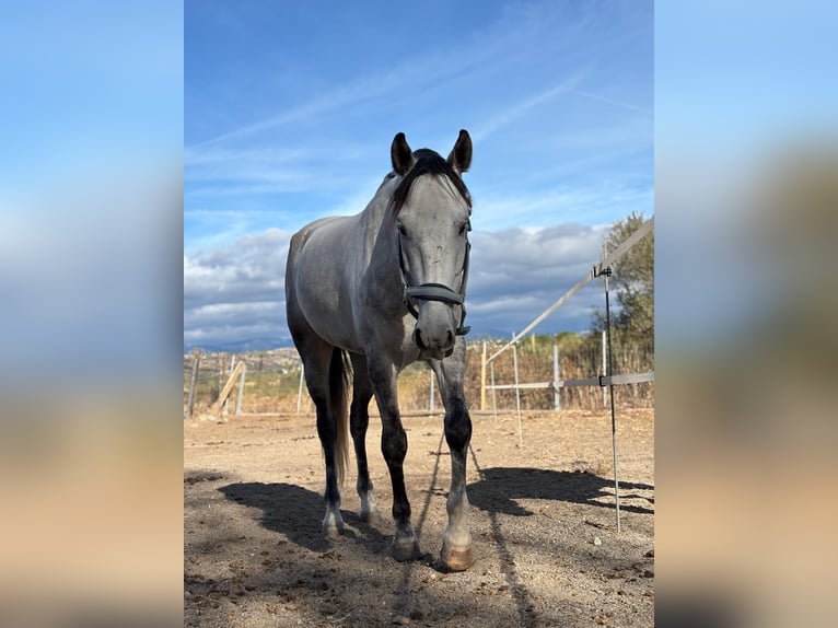 Lusitanien Croisé Hongre 8 Ans 165 cm Gris pommelé in Griñon