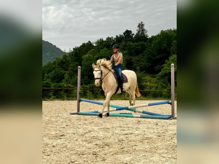 Lusitanien Croisé Hongre 8 Ans 167 cm Cremello in Sospel