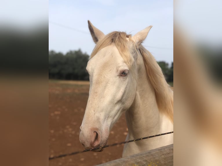 Lusitanien Croisé Hongre 8 Ans 167 cm Cremello in Sospel