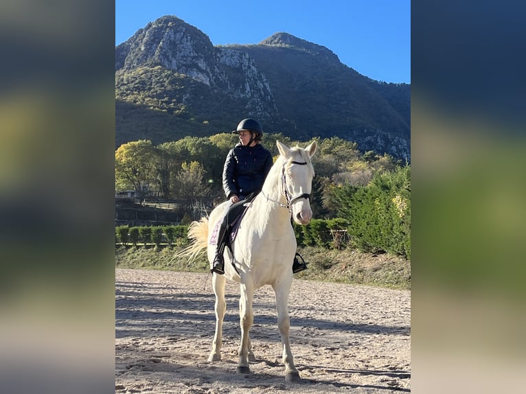 Lusitanien Croisé Hongre 8 Ans 167 cm Cremello in Sospel