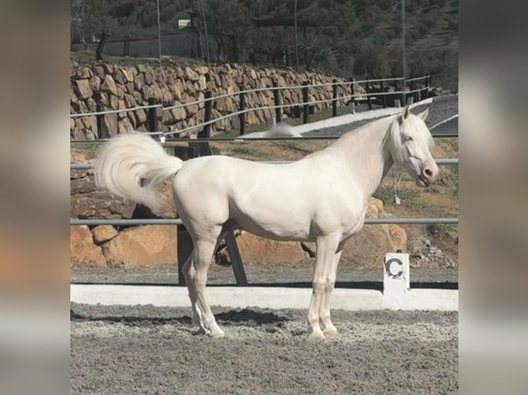 Lusitanien Croisé Hongre 8 Ans 170 cm Cremello in Madrid