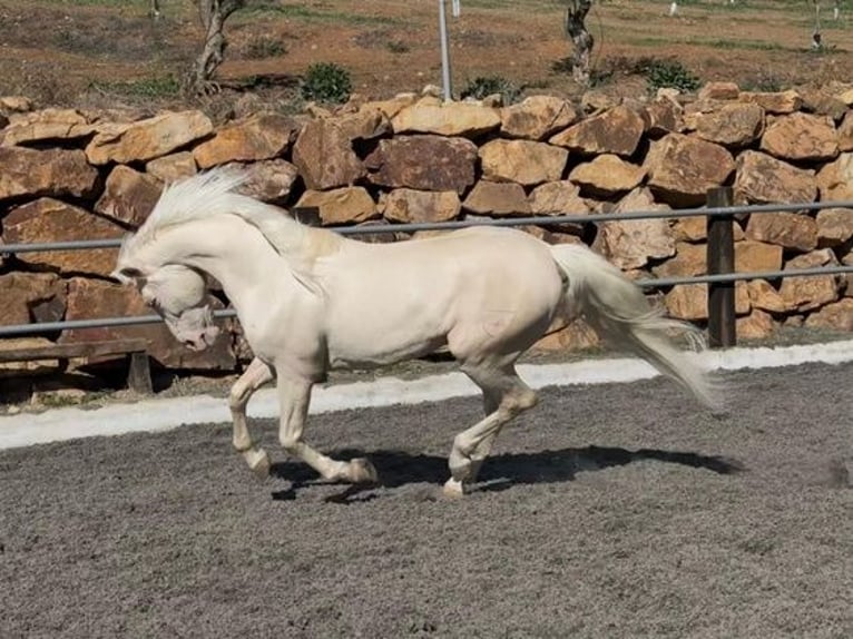 Lusitanien Croisé Hongre 8 Ans 170 cm Cremello in Madrid