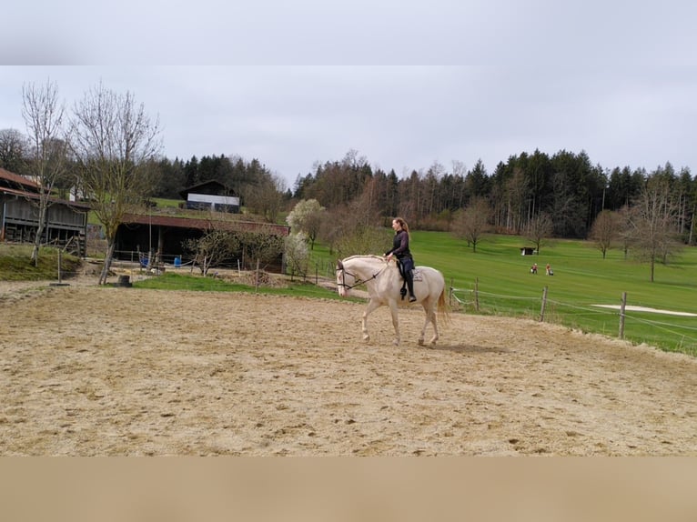 Lusitanien Croisé Hongre 8 Ans 172 cm Cremello in Straßlach-Dingharting