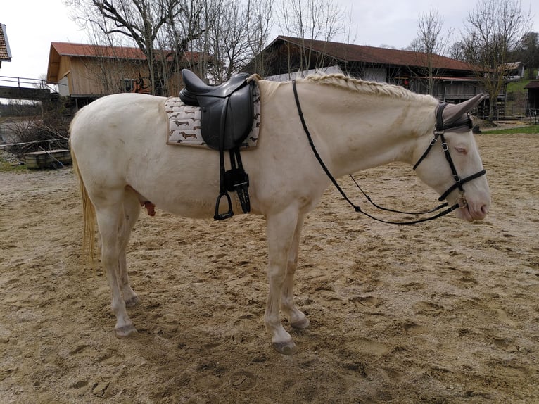 Lusitanien Croisé Hongre 8 Ans 172 cm Cremello in Straßlach-Dingharting