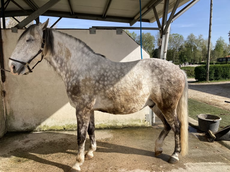 Lusitanien Croisé Hongre 9 Ans 145 cm Rouan bleu in Alfeizerao