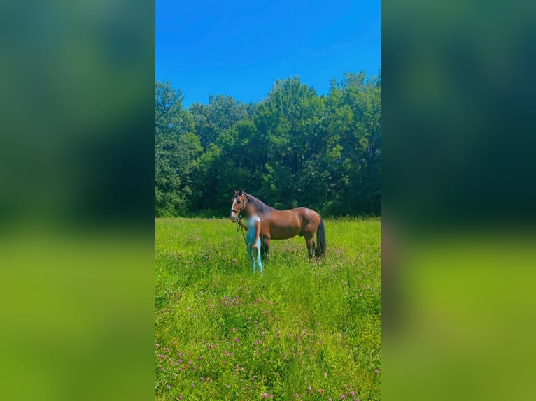 Lusitanien Hongre 9 Ans 158 cm Bai brun in Saint-Trinit