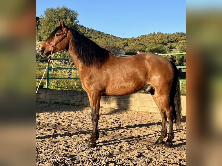 Lusitanien Hongre 9 Ans 160 cm Bai in Bexbach