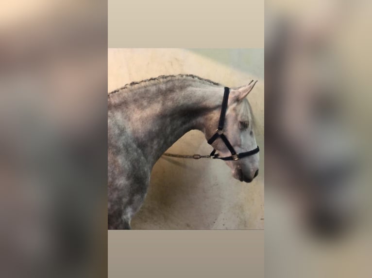 Lusitanien Hongre 9 Ans 163 cm Gris in Trofa