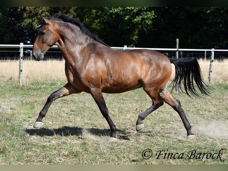 Lusitanien Hongre 9 Ans 164 cm Bai in Wiebelsheim