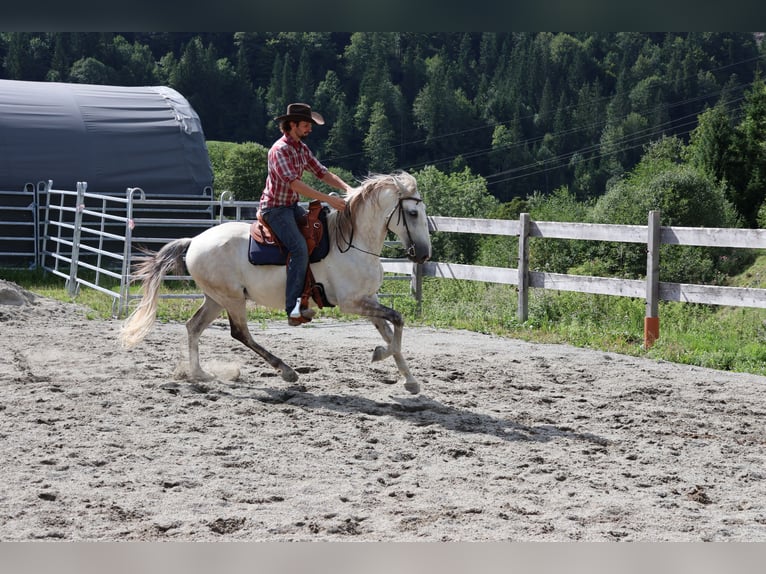 Lusitanien Hongre 9 Ans 164 cm Gris in Achenkirch