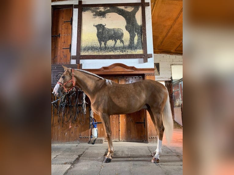 Lusitanien Hongre 9 Ans 164 cm Palomino in Boadilla del Monte