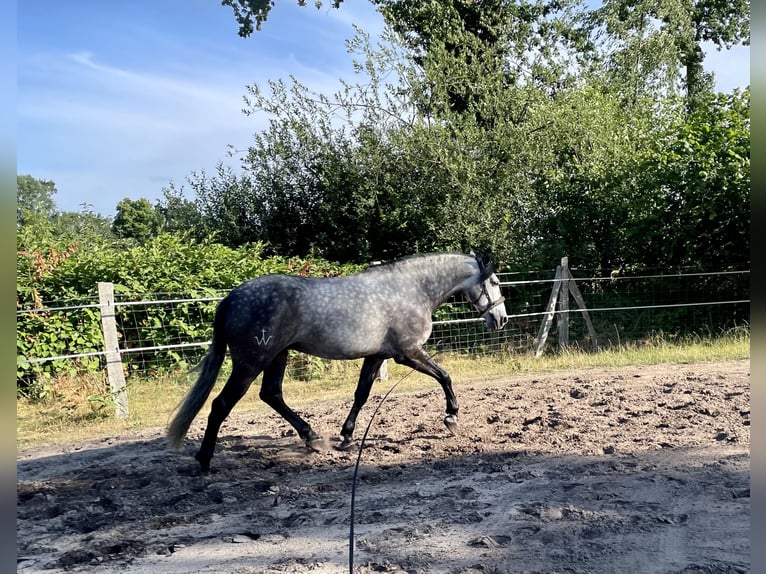 Lusitanien Hongre 9 Ans 166 cm Gris pommelé in Wietze