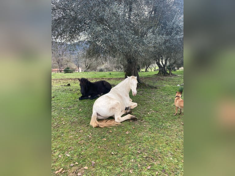 Lusitanien Croisé Hongre 9 Ans 167 cm Cremello in Sospel