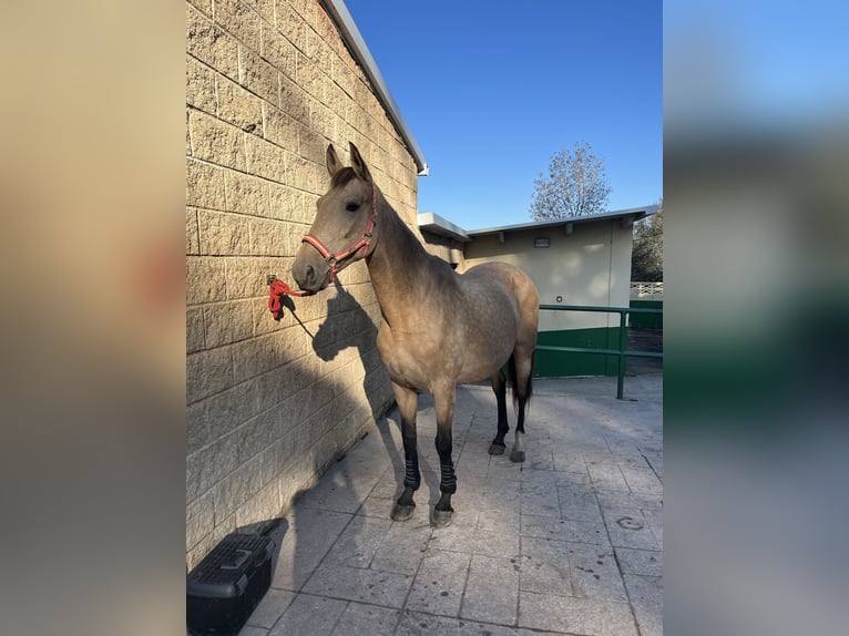 Lusitanien Croisé Jument 10 Ans 155 cm Isabelle in Liaño