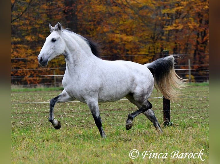 Lusitanien Jument 10 Ans 158 cm Gris in Wiebelsheim