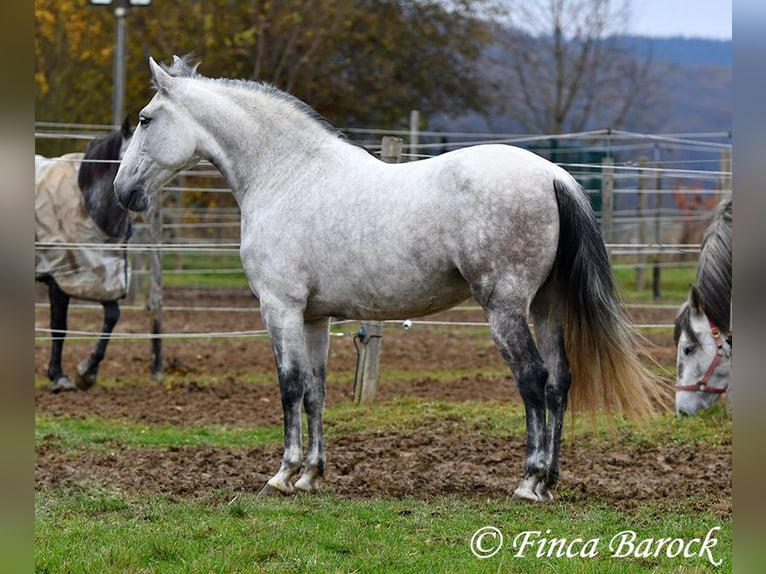 Lusitanien Jument 10 Ans 158 cm Gris in Wiebelsheim