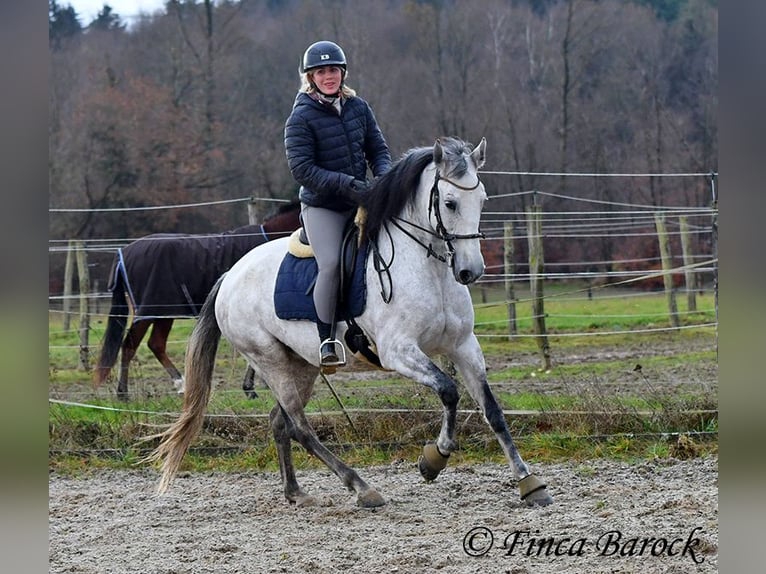 Lusitanien Jument 10 Ans 158 cm Gris in Wiebelsheim