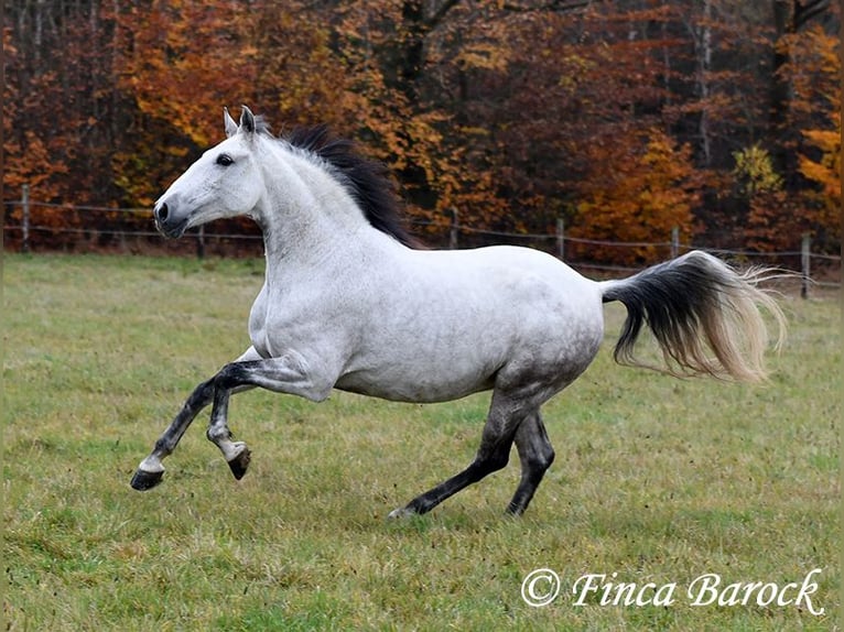 Lusitanien Jument 10 Ans 158 cm Gris in Wiebelsheim