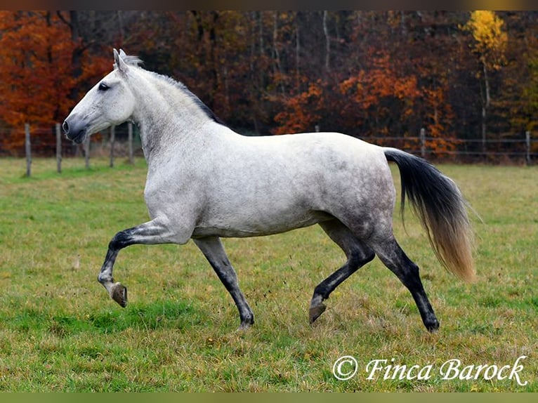 Lusitanien Jument 10 Ans 158 cm Gris in Wiebelsheim