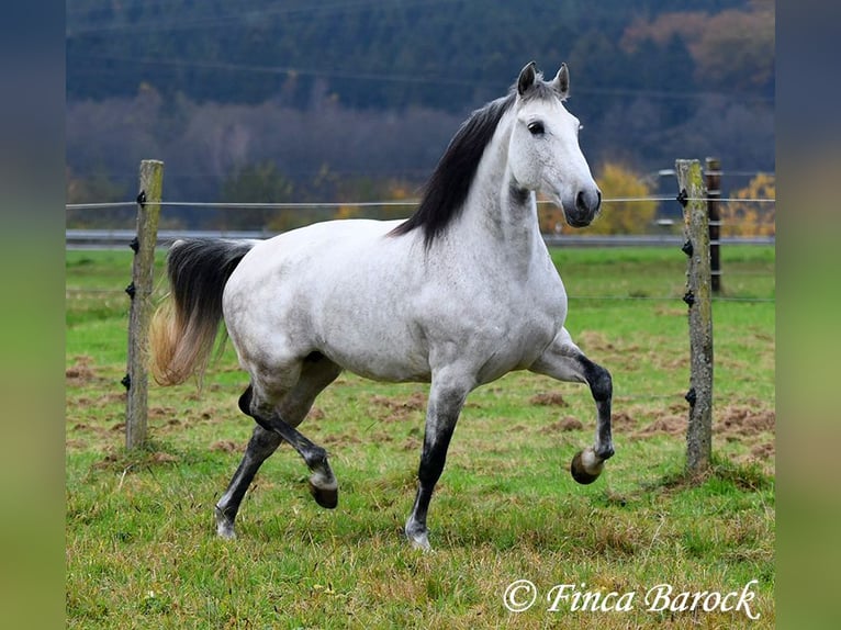 Lusitanien Jument 10 Ans 158 cm Gris in Wiebelsheim