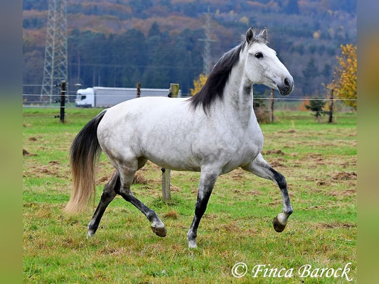 Lusitanien Jument 10 Ans 158 cm Gris in Wiebelsheim