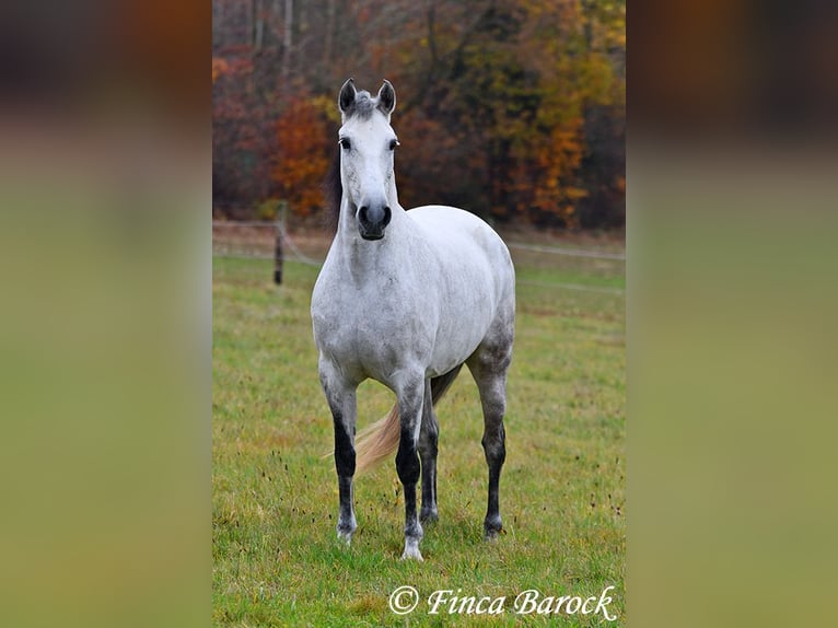 Lusitanien Jument 10 Ans 158 cm Gris in Wiebelsheim