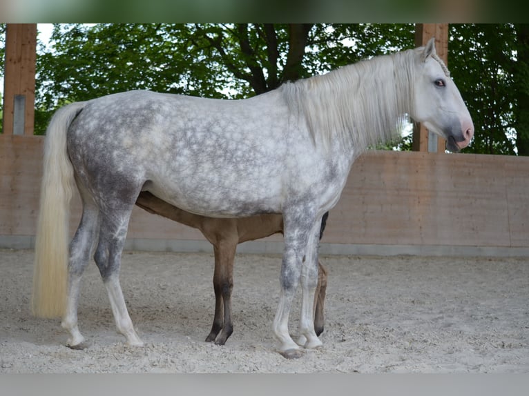 Lusitanien Jument 10 Ans 158 cm Gris in Wöllstein