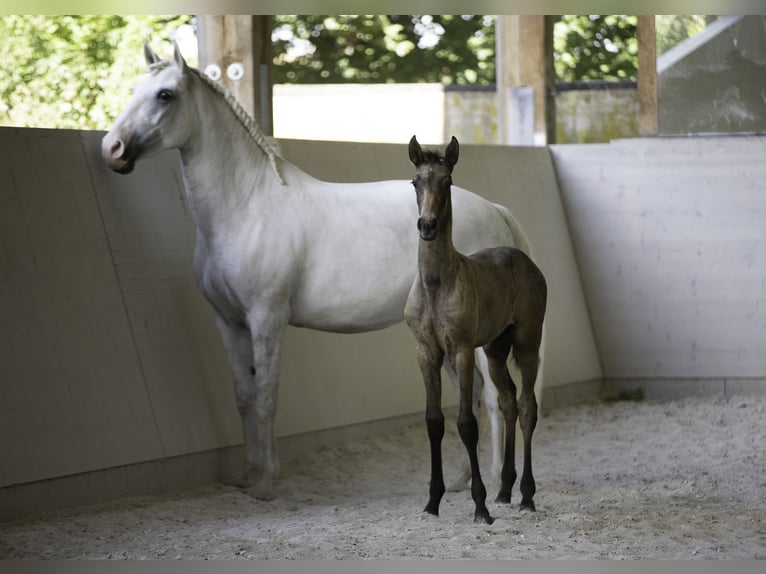 Lusitanien Jument 10 Ans 158 cm Gris in Wöllstein