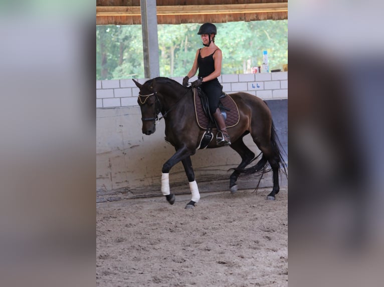 Lusitanien Jument 10 Ans 160 cm Alezan brûlé in Haßloch