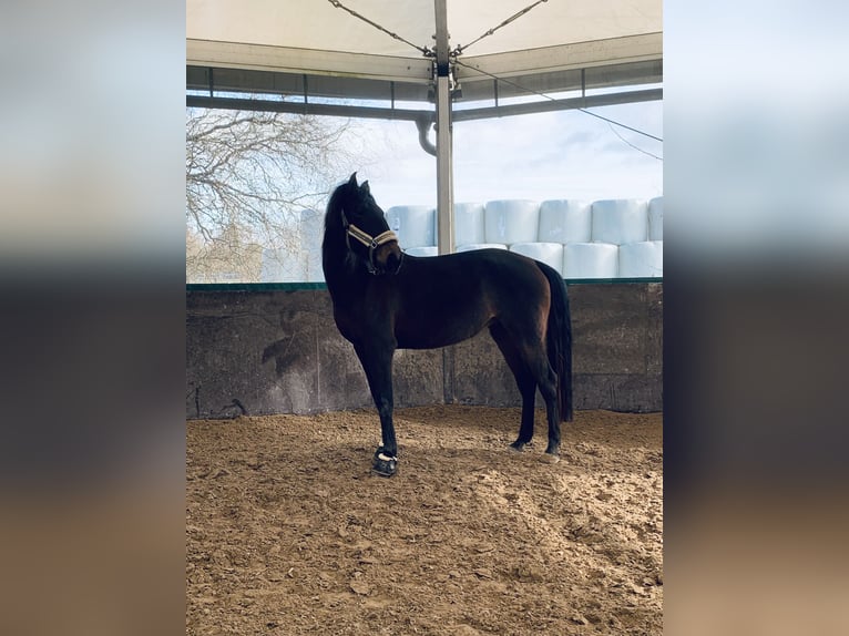 Lusitanien Jument 10 Ans 160 cm Alezan brûlé in Haßloch