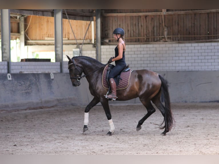 Lusitanien Jument 10 Ans 160 cm Bai brun in Haßloch