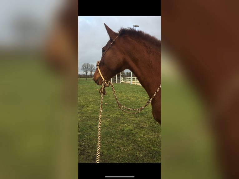 Lusitanien Croisé Jument 10 Ans 165 cm Alezan in Schwarmstedt