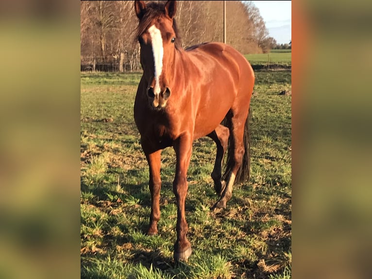 Lusitanien Croisé Jument 10 Ans 165 cm Alezan in Schwarmstedt