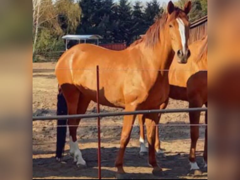 Lusitanien Croisé Jument 10 Ans 165 cm Alezan in Schwarmstedt