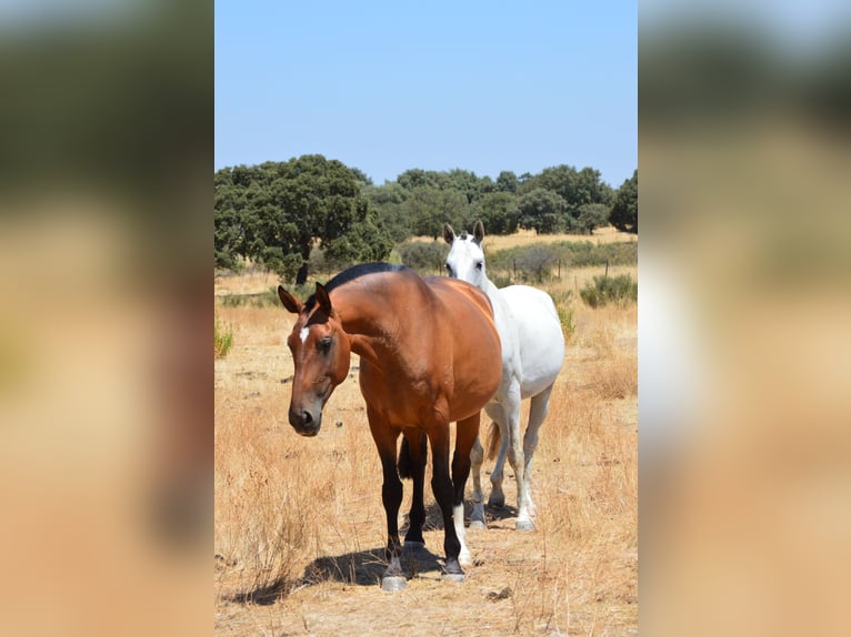 Lusitanien Jument 10 Ans 166 cm Bai in Valdecaballeros