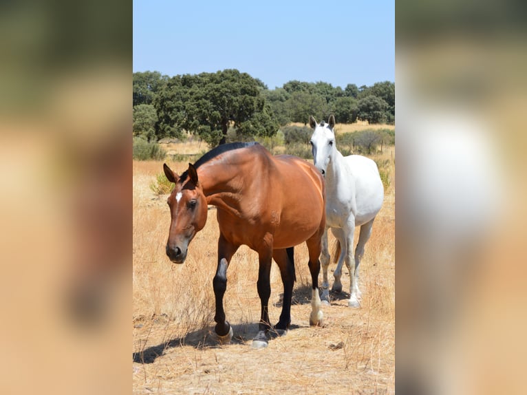 Lusitanien Jument 10 Ans 166 cm Bai in Valdecaballeros