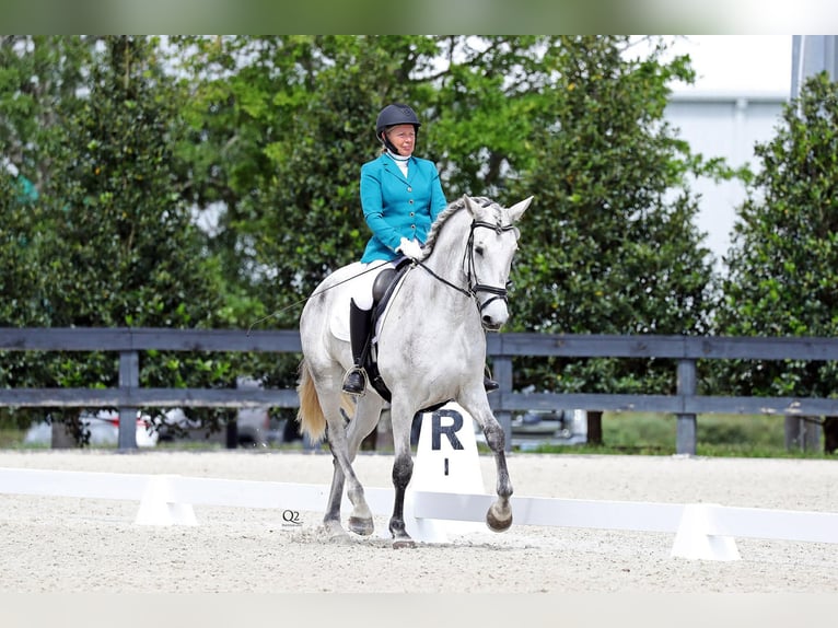 Lusitanien Jument 10 Ans 167 cm Gris in Ocala, FL