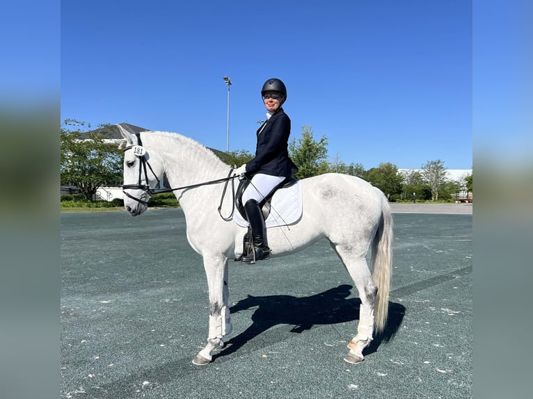 Lusitanien Jument 10 Ans 167 cm Gris in Ocala, FL