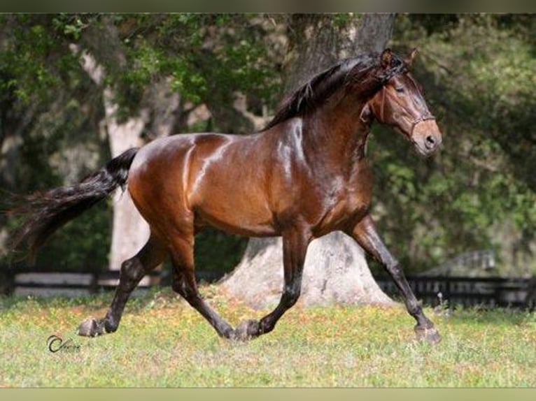 Lusitanien Jument 10 Ans 167 cm Gris in Ocala, FL