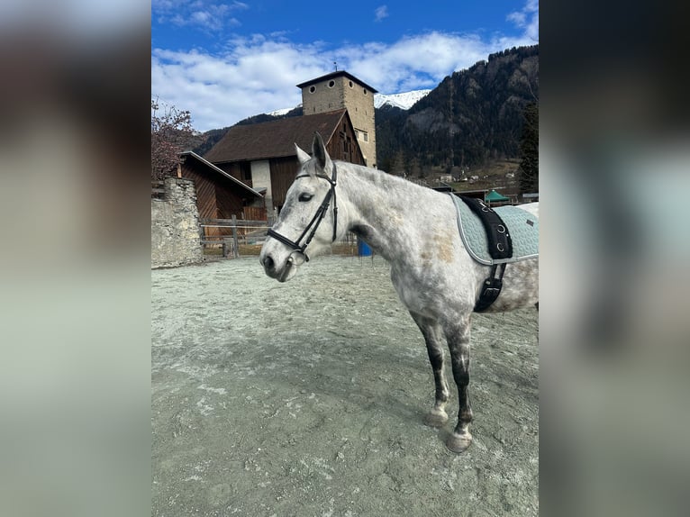 Lusitanien Jument 10 Ans Gris pommelé in Pratval