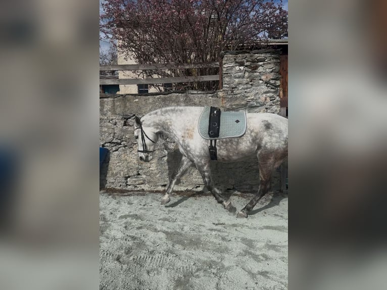 Lusitanien Jument 10 Ans Gris pommelé in Pratval