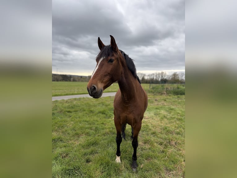 Lusitanien Jument 11 Ans 150 cm Bai in Molac
