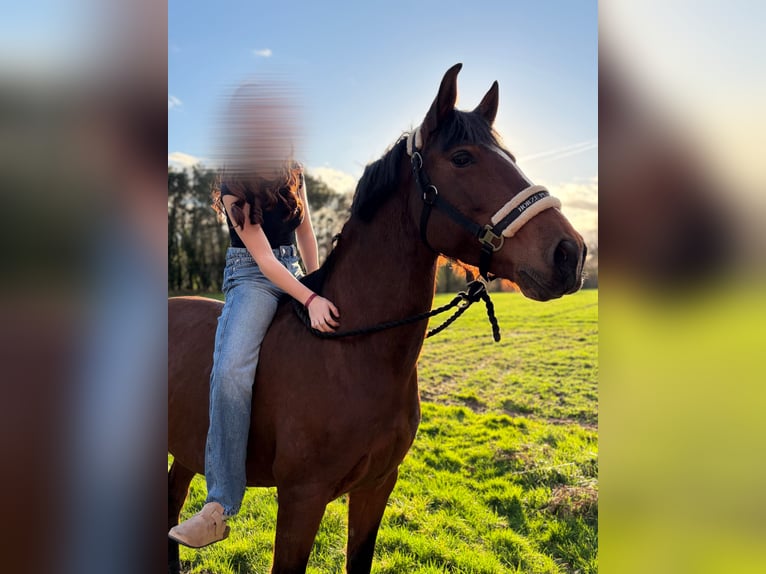Lusitanien Jument 11 Ans 150 cm Bai in Molac
